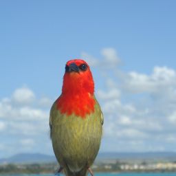 Unwinding in Paradise: Your Ultimate Mauritius Honeymoon Guide | Taxi Mauritius Guide & Transport Tips 11 Unwinding in Paradise: Your Ultimate Mauritius Honeymoon Guide | Taxi Mauritius Guide & Transport Tips